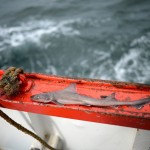 Рыбный промысел у берегов Англии