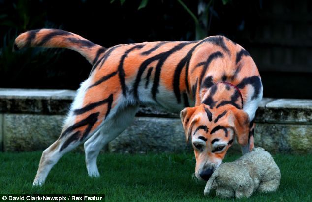 Собака, перекрашенная в тигра