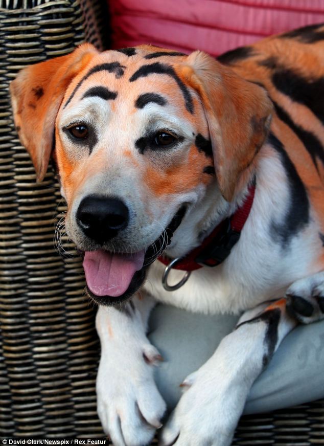 Собака, перекрашенная в тигра