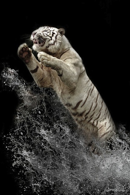 Красивые фотографии белых тигров