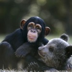 Дружба медвежонка и шимпанзе