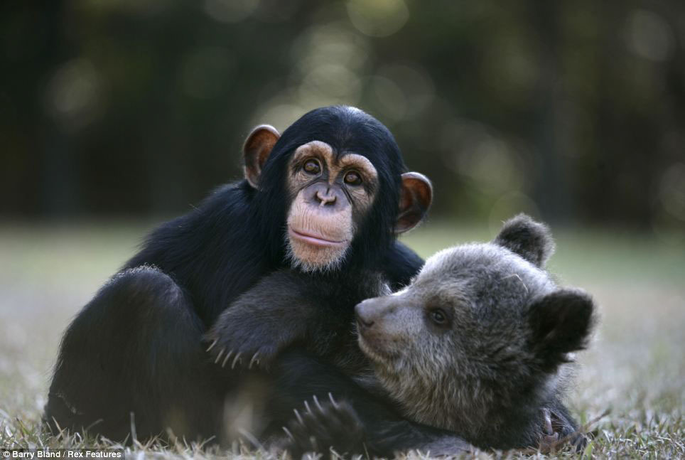 Медвежонок и шимпанзе