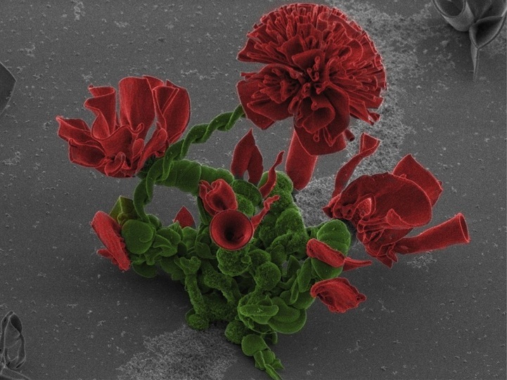Микроскопические цветы из кристаллов 