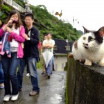 Город кошек на Тайване