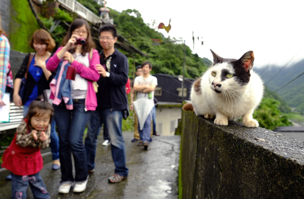 Город кошек в Тайване