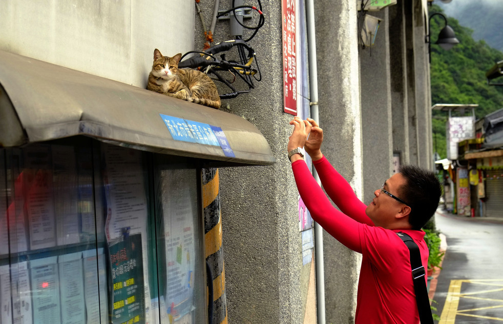 Город кошек в Тайване
