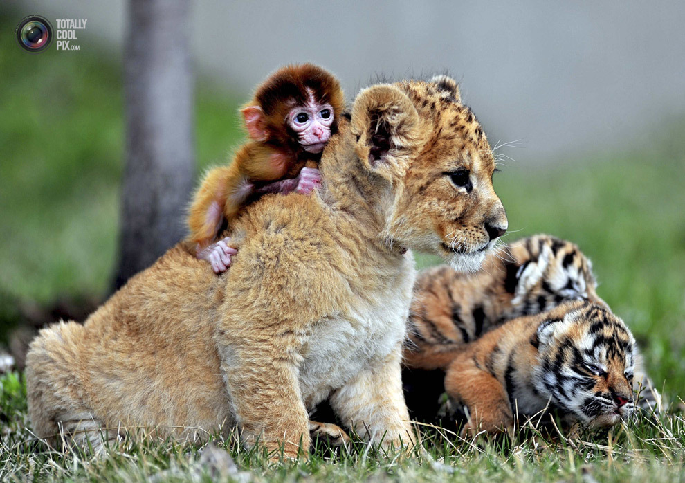Детёныш обезьяны, львёнок и тигрёнок играют в зоопарке Guaipo Manchurian Tiger Park в Шэньяне, Китай. 