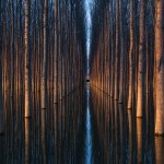 Потрясающие симметричные снимки деревьев