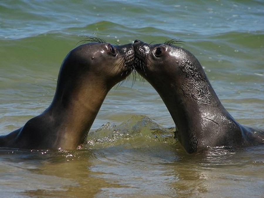 Поцелуи у животных