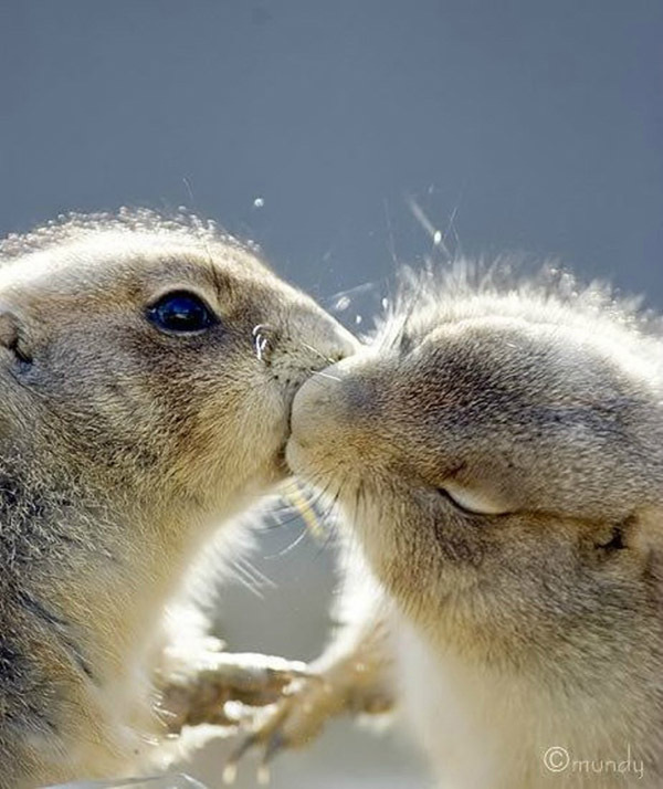 Поцелуи у животных