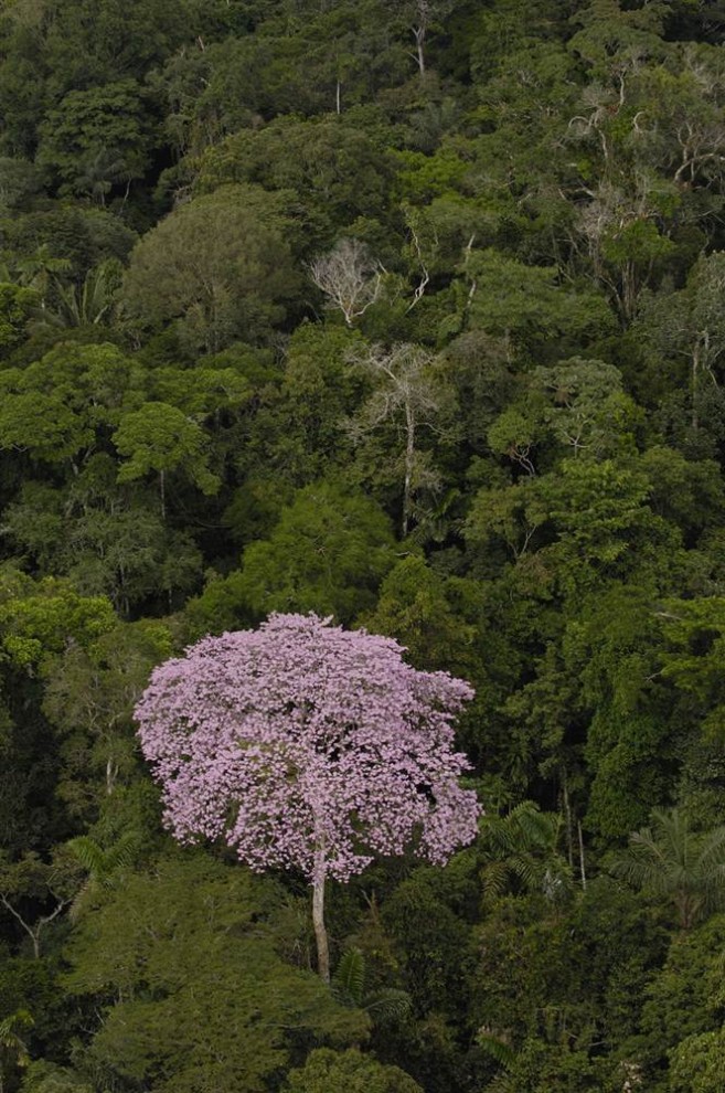 Дождевой лес, Амазония