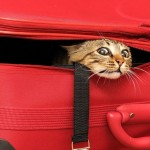 Кошки, которые не умеют играть в прятки