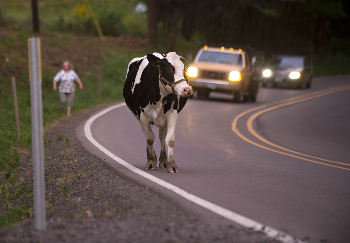 Корова на шоссе