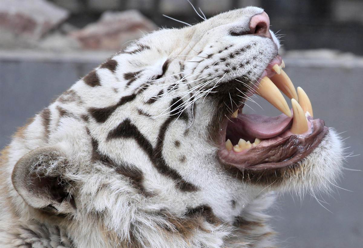 Клыки тигра Саблезубый тигр