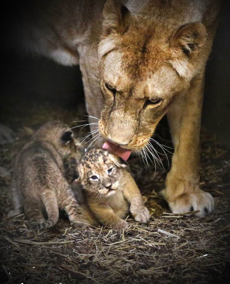 Львица с детёнышами