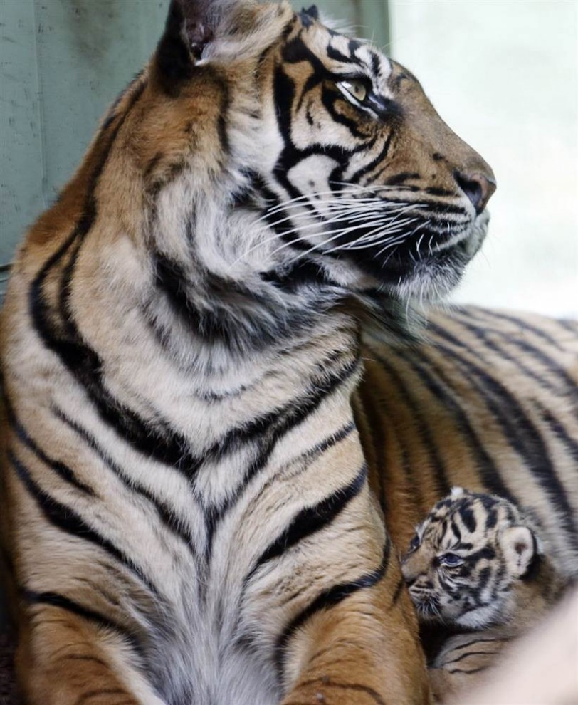 Тигрица и её детёныш трёх недель отроду в зоопарке во Франкфурте, Германия, 23 апреля. (Michael Probst / AP)