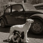 Незабываемые фотографии уличных собак 