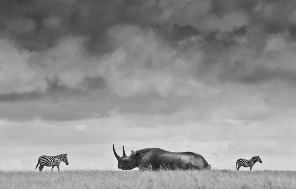Носорог и зебры