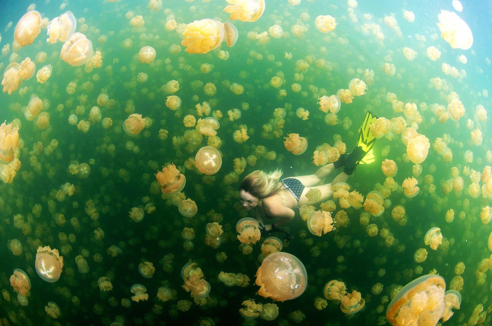 Плавание с медузами