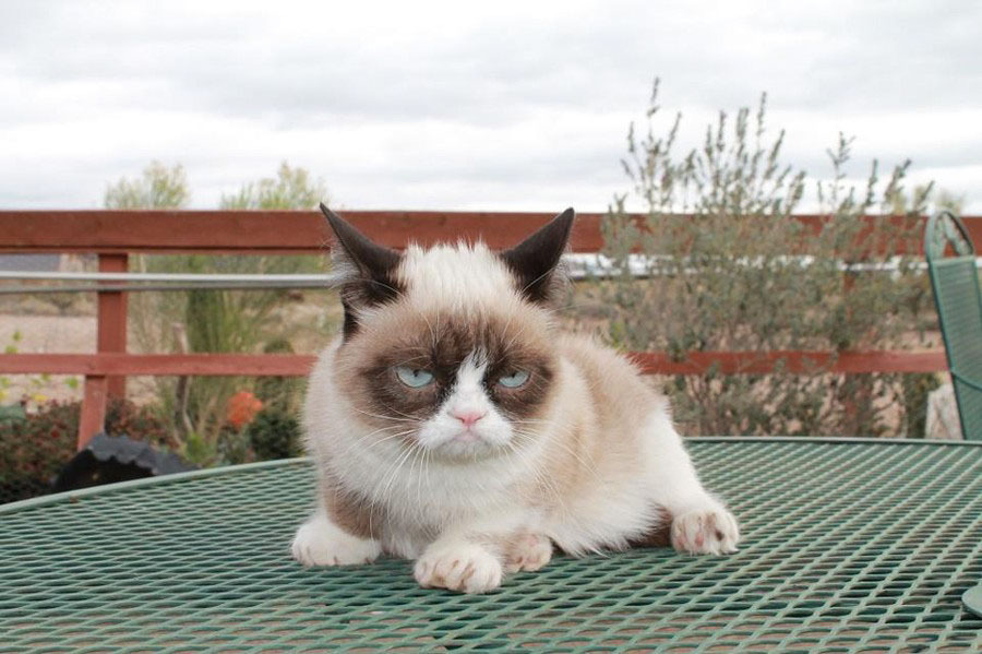 Кошка Grumpy