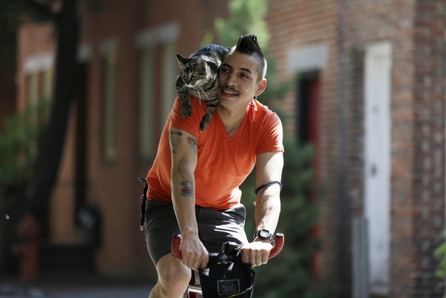 Кошка и велосипедист