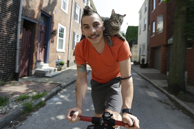 Кошка и велосипедист