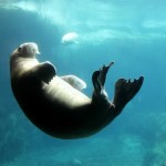 Уроки подводного плавания