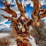 Впечатляющие фотографии самых старых деревьев на Земле 