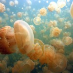 Захватывающие фотографии подводного мира