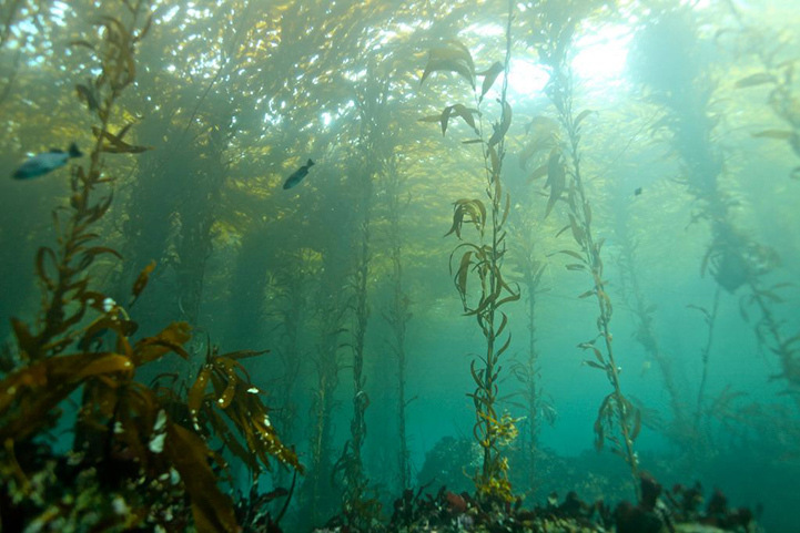 Потрясающие фотографии подводного мира