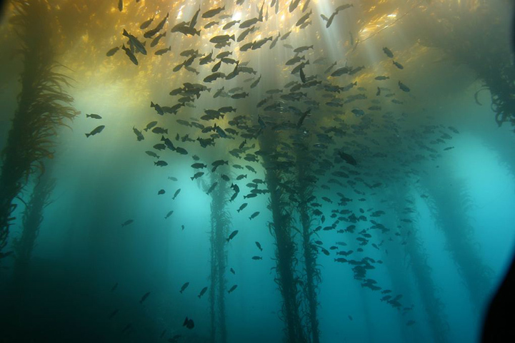 Потрясающие фотографии подводного мира