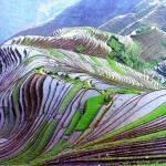 Рисовые террасы Honghe Hani стали Всемирным наследием