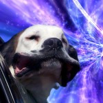 Смешные фотографии собак, путешествующих сквозь пространство и время