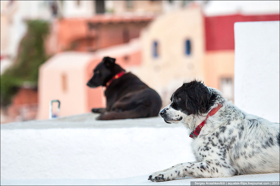 Собаки на Санторини