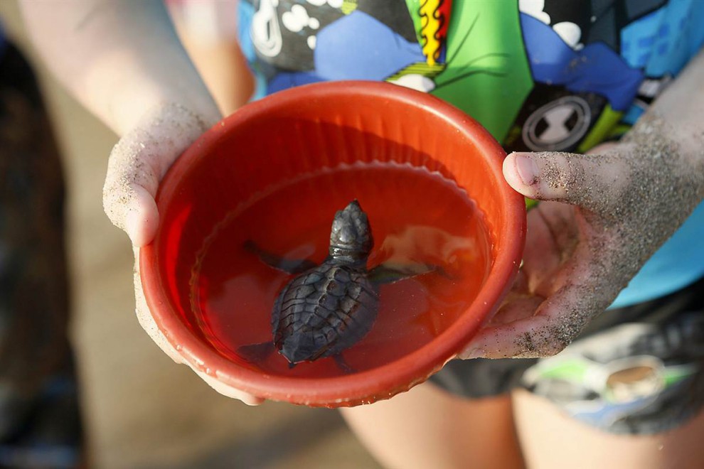 Детёныш морской черепахи