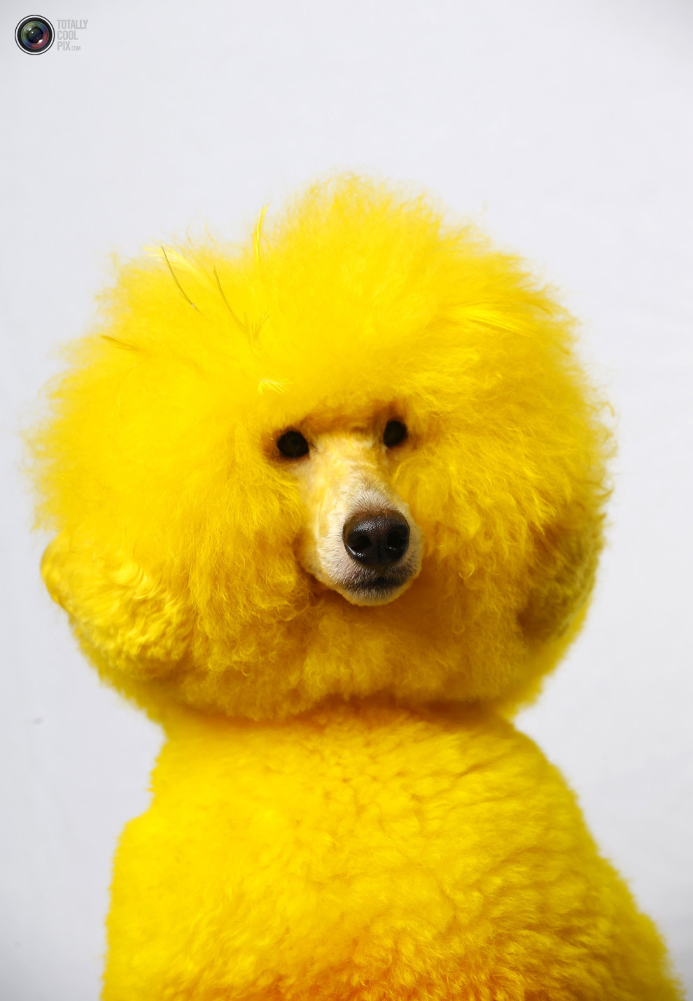 Желтая собака