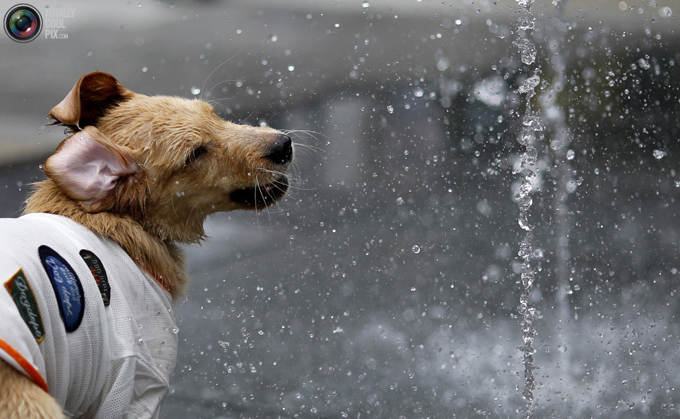 Собака в фонтане