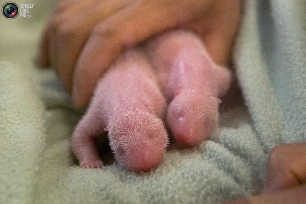 Новорожденные детёныши большой панды