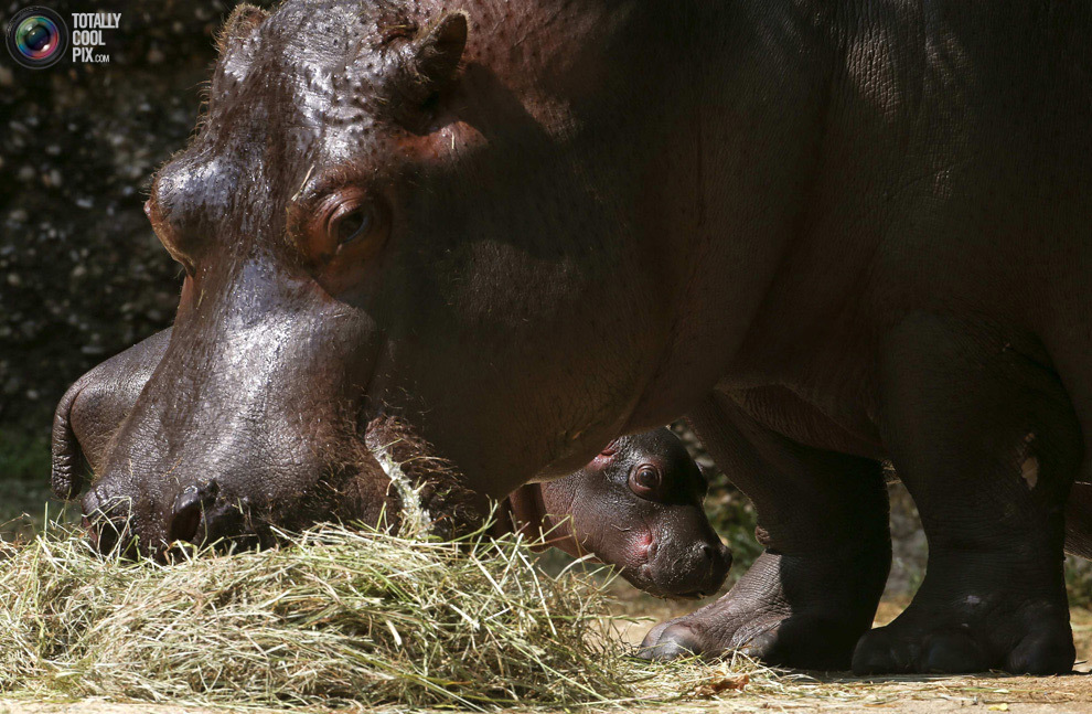 Самка бегемота с детёнышем