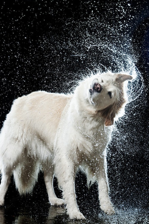 Забавные реакции людей и животных на мокрый розыгрыш