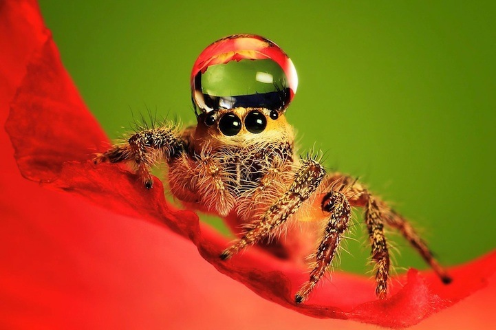 Умилительные макро-фотографии пауков