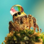 Умилительные фотографии пауков