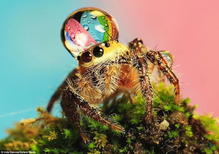 Умилительные макро-фотографии пауков