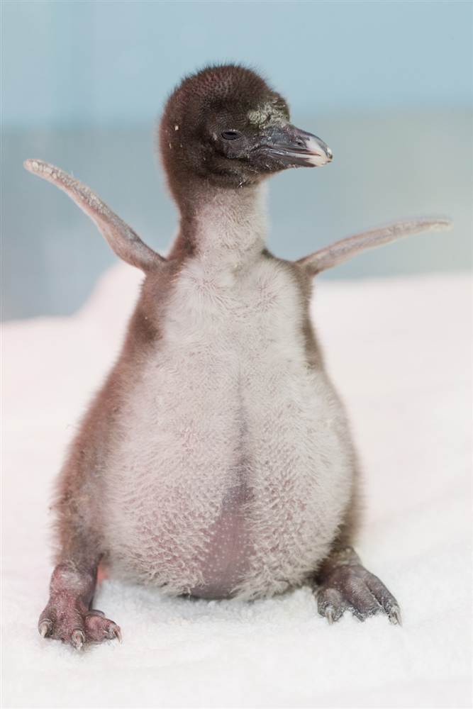 Птенец хохлатого пингвина