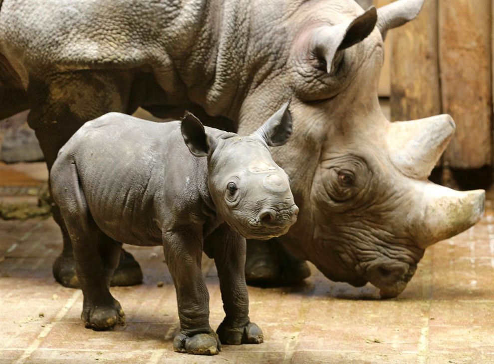 Детёныш чёрного носорога 