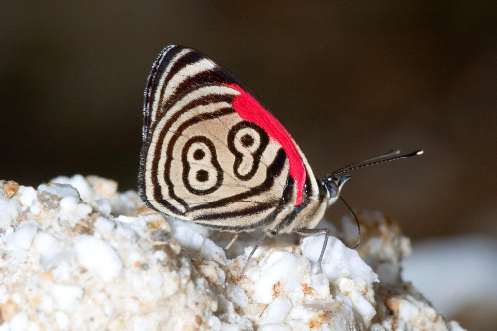 Que significa la mariposa