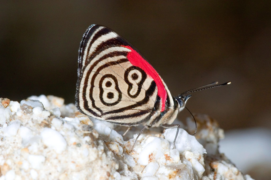 Бабочка 89