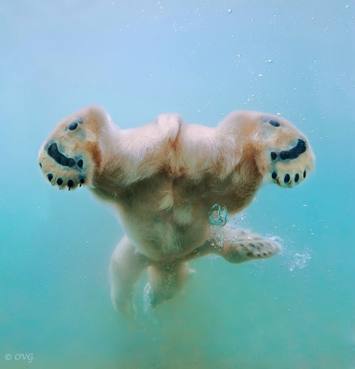 Умилительные фотографии полярных медведей под водой