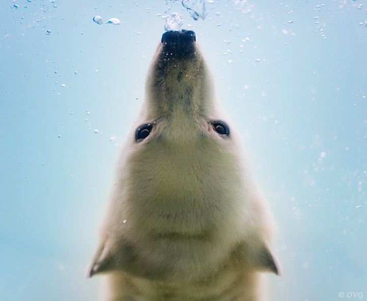 Умилительные фотографии полярных медведей под водой