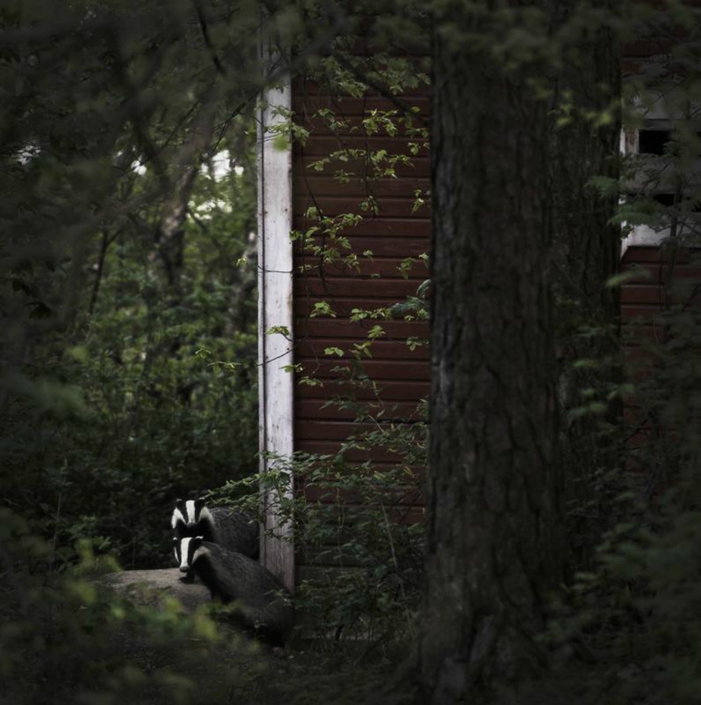 Фотопроект "Дом в лесу"